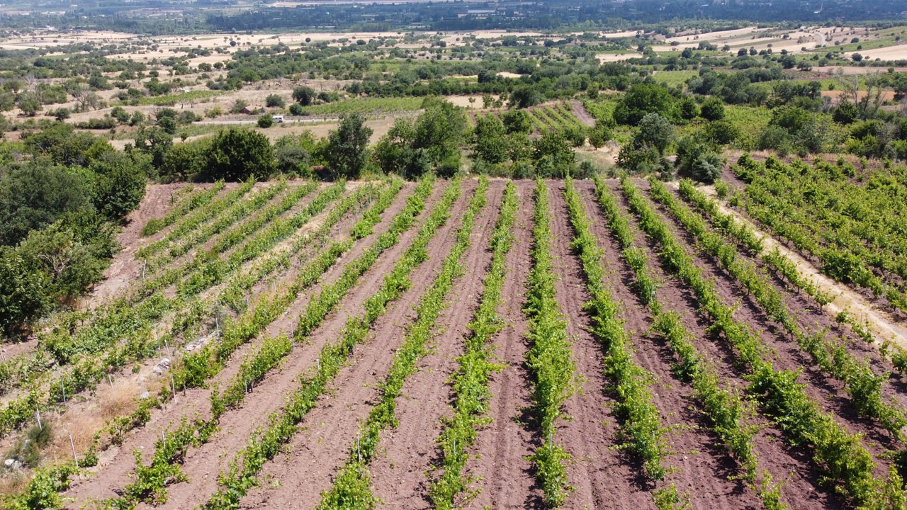 Bakın hırsızlara karşı nasıl önlem aldılar! Tam 1 ton yaprak çalındı