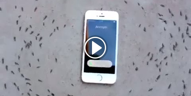 Bakın karıncalar iPhone'a ne tepki verdi!