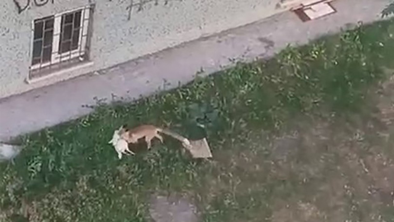 Bakın kümese nasıl daldı! Tavuk hırsızı tilki böyle görüntülendi