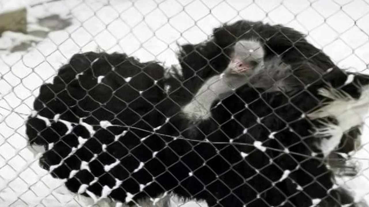 Bakın nasıl mutlu oldu! Deve kuşunun kar sevinci kamerada