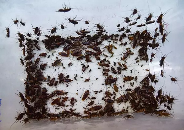 Bakın neden bunu yapıyorlarmış! Elleriyle foseptikten hamam böceği topluyorlar