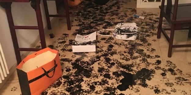 Bakın yaramaz köpek evi ne hale getirdi!