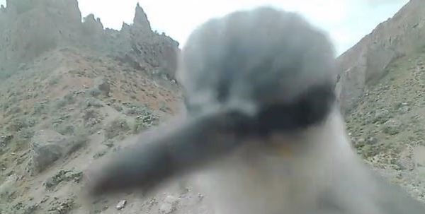 Bakın yaramaz kuş ne yaptı!