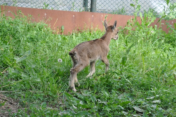 Bakın yavru dağ keçileri nasıl besleniyo