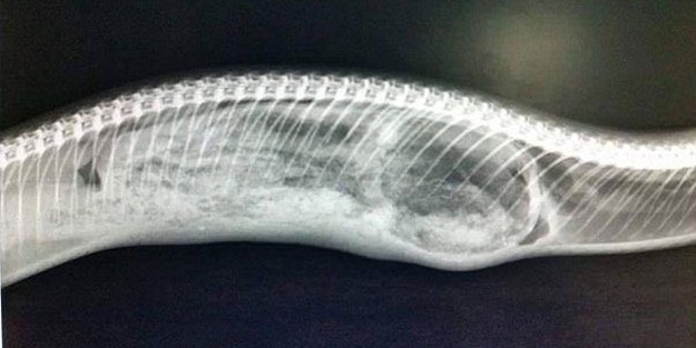 Bakın yılanın içinden ne çıktı!