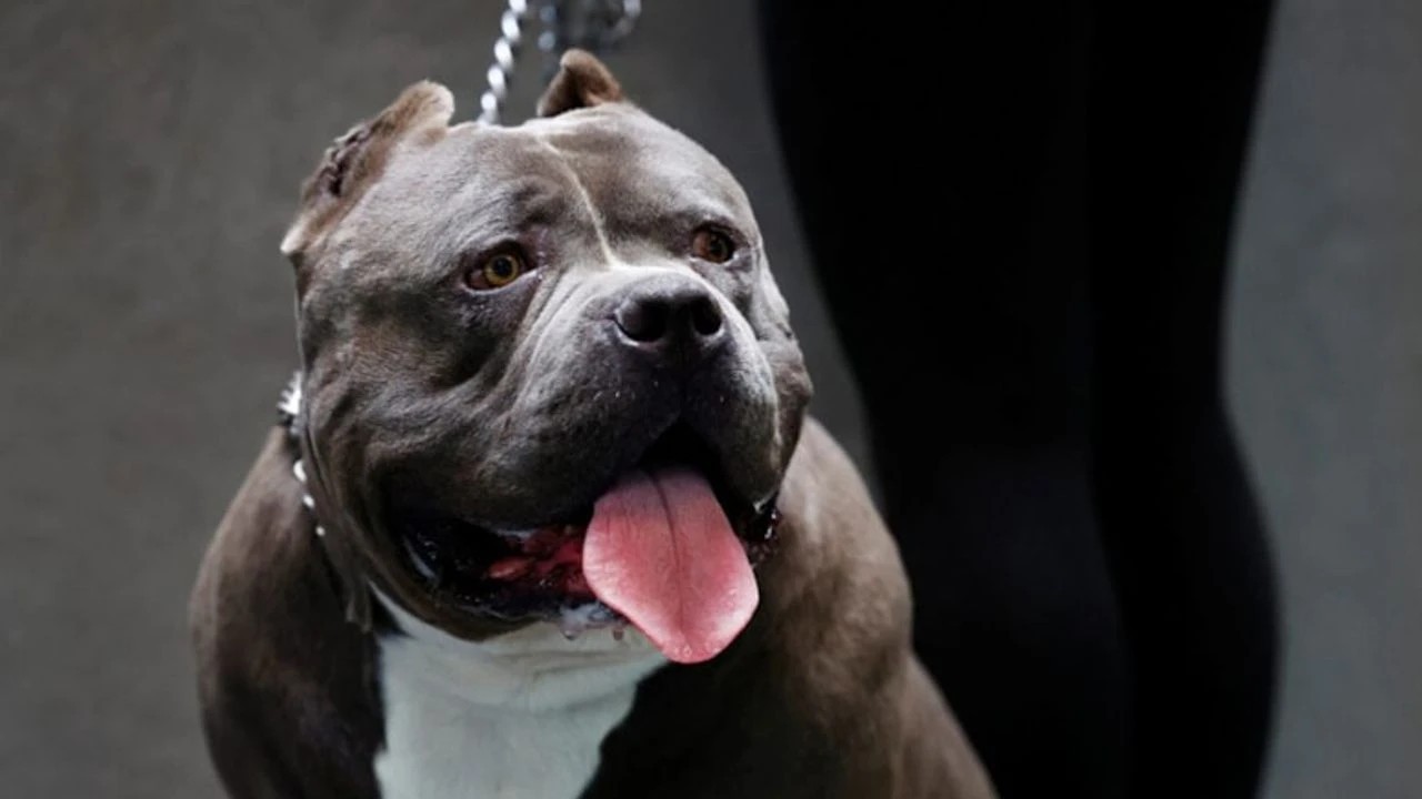 Bakırköy’de pitbull dehşeti! Sahibine 76 bin lira ceza