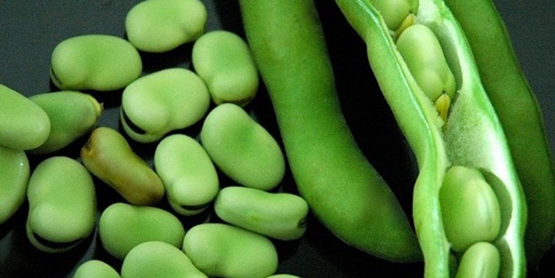 Bakla böbrek taşlarını düşürüyor!