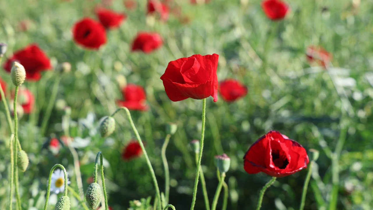 Bakla tarlası gelinciklerle kırmızıya boyandı!