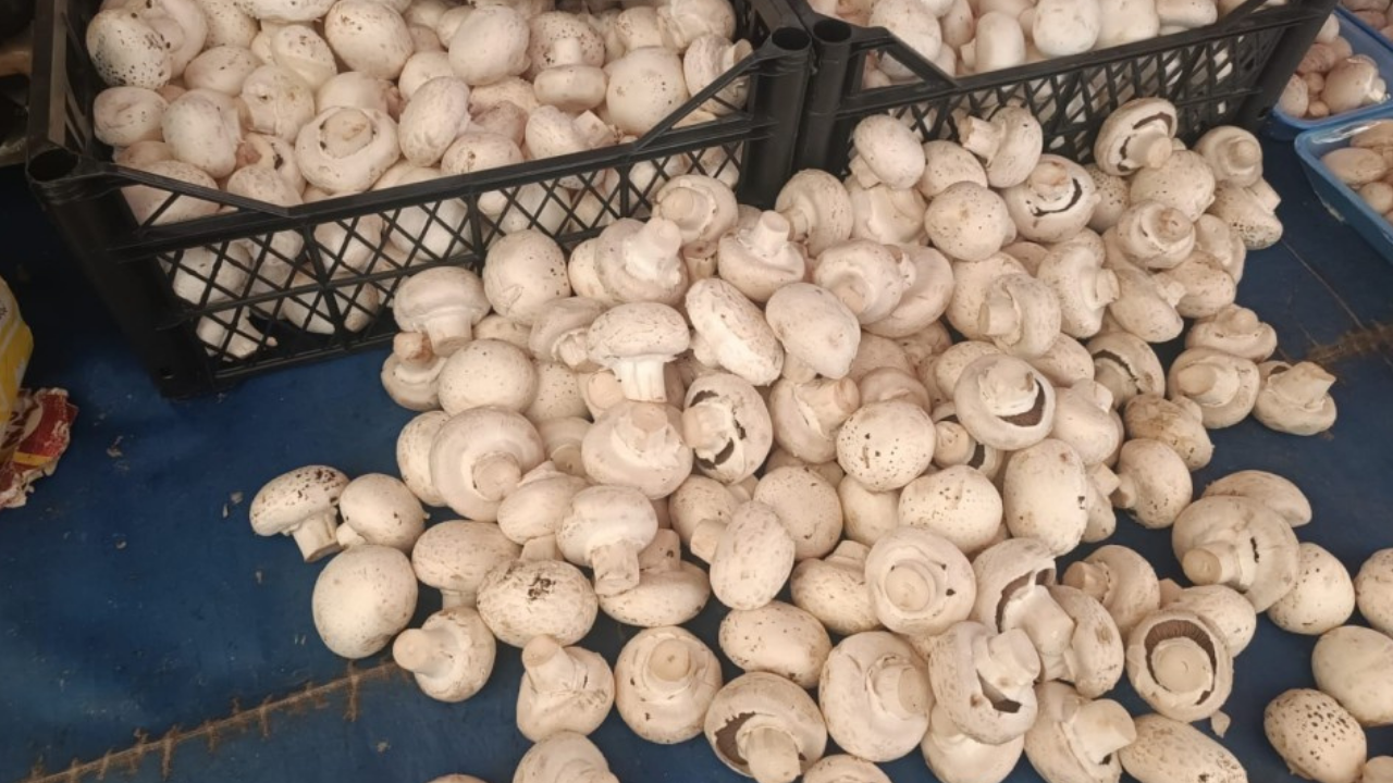 Bakteri alarmı: Mantarlar geri çağırılıyor!