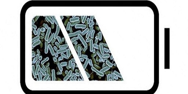 Bakteriden batarya ürettiler!