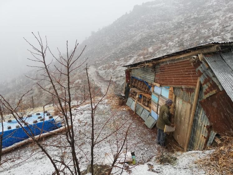 Bal arıları kış uykusuna yattı 