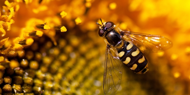 Bal arısının bu özelliğini biliyor muydunuz?