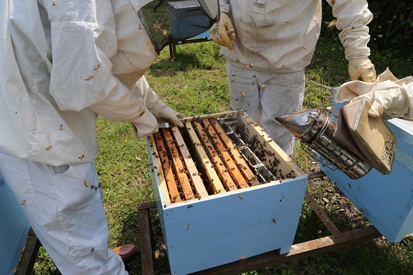 Bal arısı ırkları böyle korunacak
