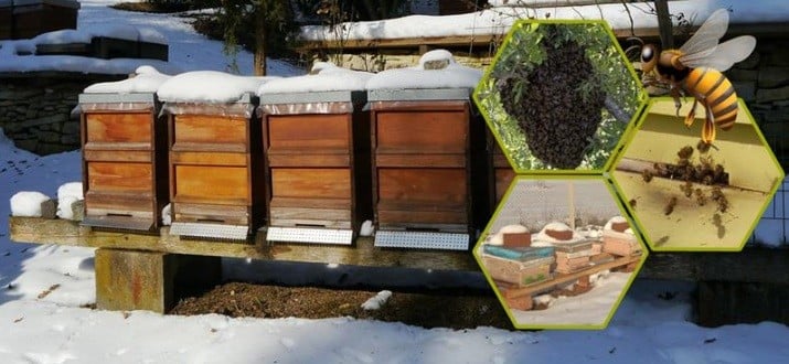 Bal hasadından hemen sonra arılara kış bakımı yapılmalı 