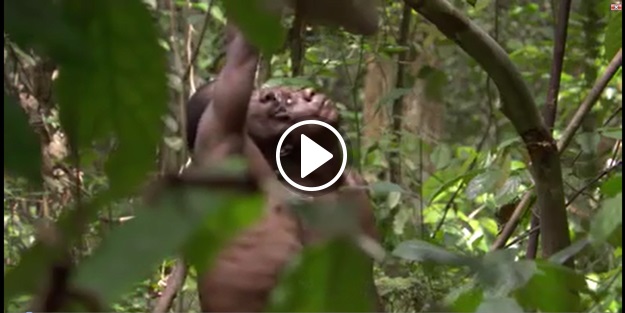 Bal için 40 metre yükseklikteki ağaca tırmanan yerliler