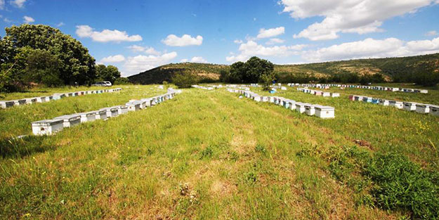 Bal ormanı sayısı 424’e ulaştı