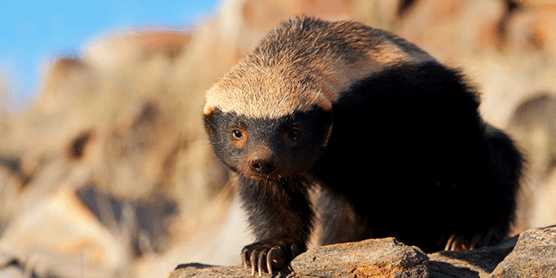 Bal porsuğu tarafından hazine bulundu! Türkiye detayı olay oldu
