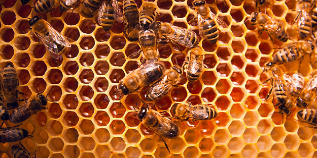 Bal sektörü ihracatta vites yükseltti