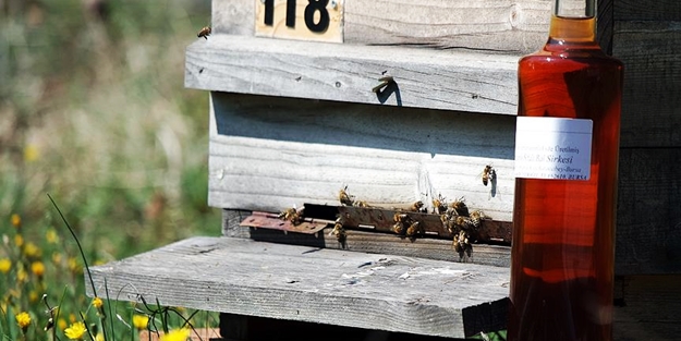 'Bal sirkesi' nin çok önemli faydaları
