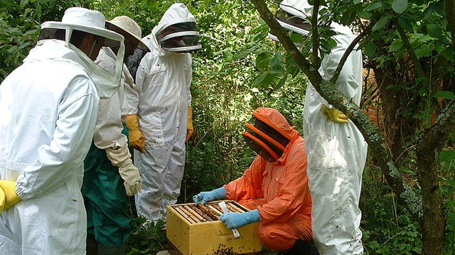 Bal üreticileri iklim değişiklikleri nedeniyle çaresiz kaldı