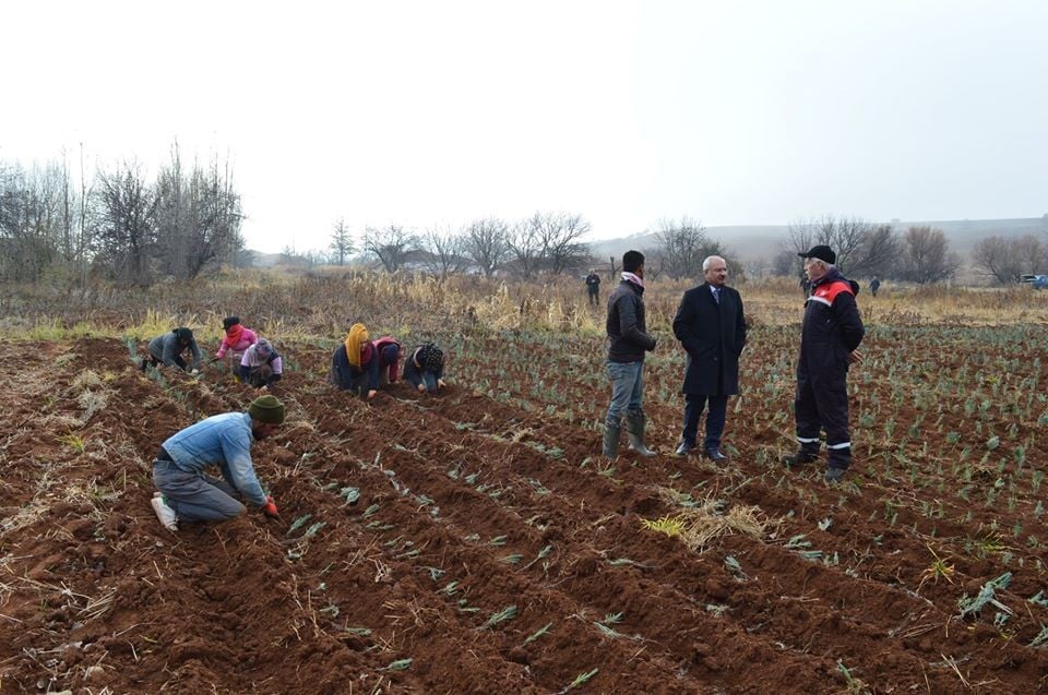 Bal üreticisine ’lavanta’ desteği: 75 dekar araziye lavanta dikildi 