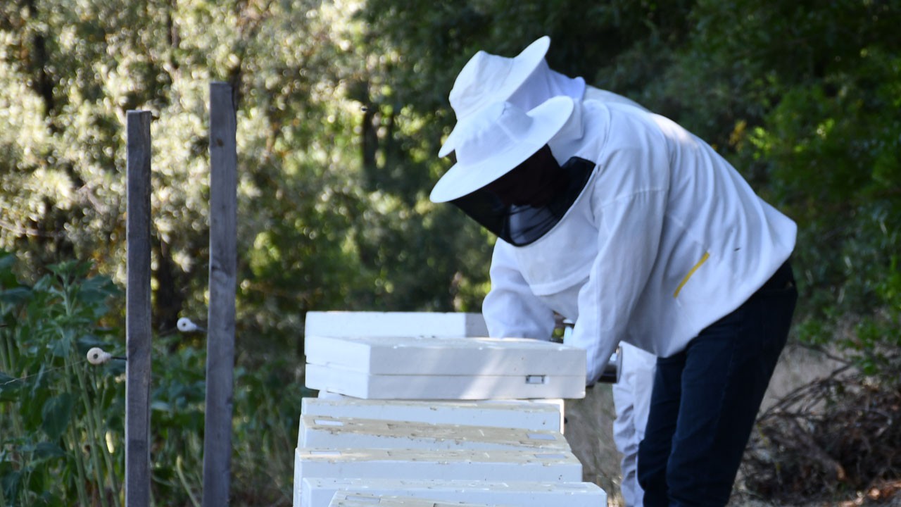 Bal üretimi 3 kat arttı! Kovan sayısı 24 bine ulaştı