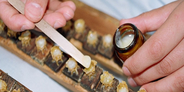 Baldan 10 bin kat daha değerli! Kanserle resmen savaşıyor