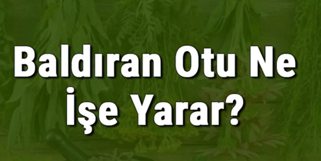 Baldıran otu nedir, faydaları nelerdir ve nasıl kullanılır? Baldıran otu zehirlenmesi belirtileri