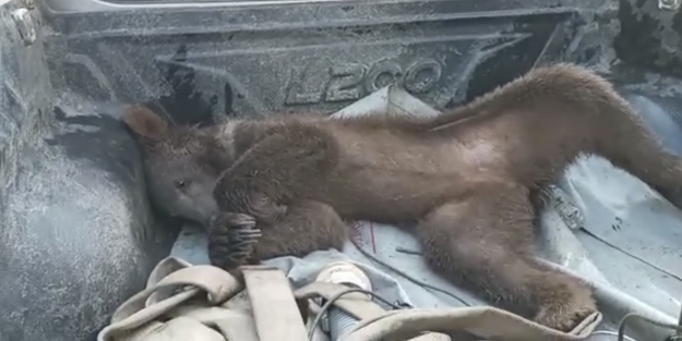 Balı fazla kaçırınca fenalaşmıştı! Yavru ayının yeni görüntüleri ortaya çıktı