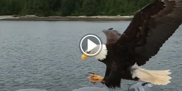 Balığı Kartal'a kaptırdı
