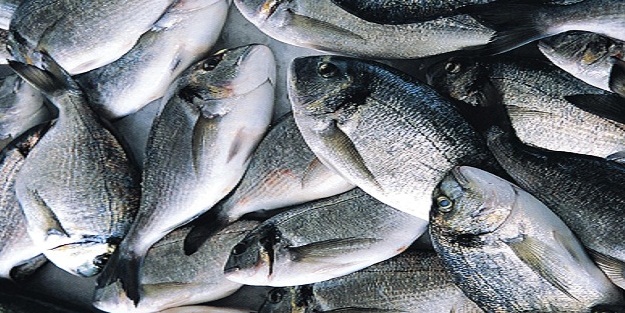 Balığın bayat olup olmadığı nasıl anlaşılır?