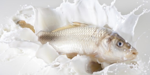 Balığın yanında süt ürünü tüketilir mi? Yanlış biliyoruz!