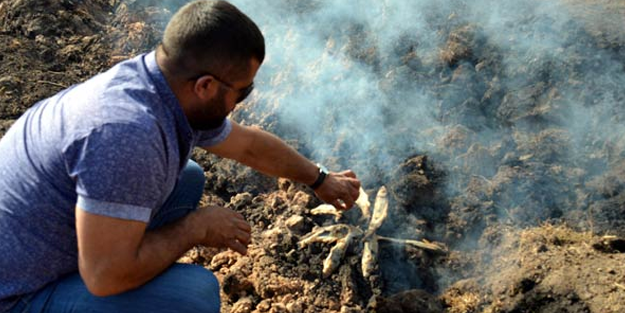 Balığını alan oraya koştu! Afiyetle yediler