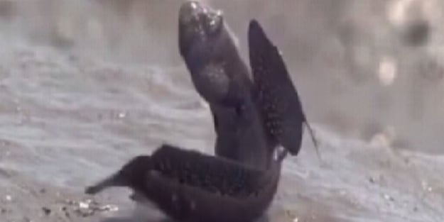 Karada yaşayan balık olur mu demeyin!