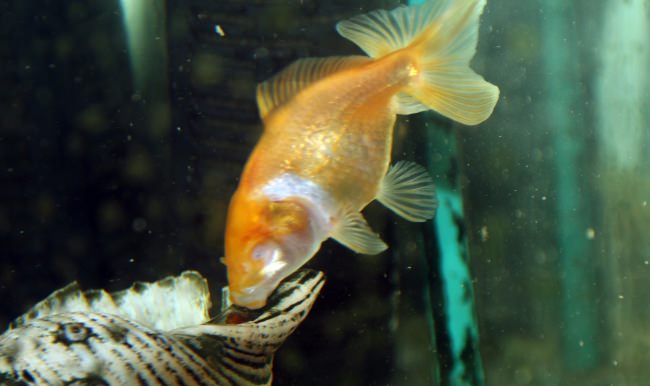 Balık 2 yıldır gözleri olmadan yaşıyor