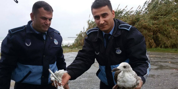 Balık ağlarına takılan martıyı zabıta kurtardı