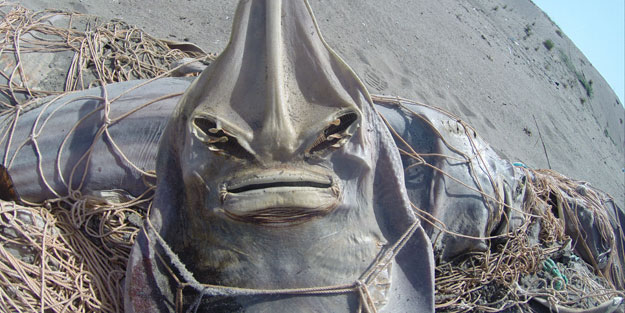 Balık ağlarına takılmış halde bulundu