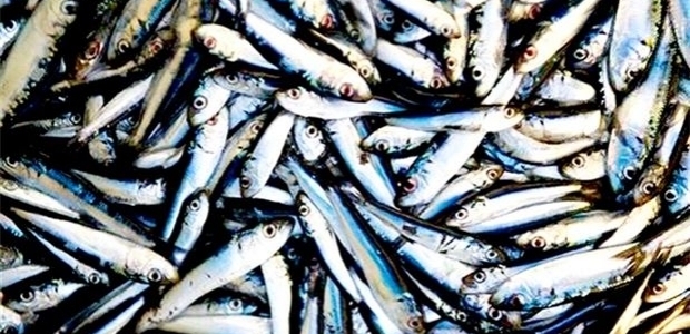 Balık altınla yarışıyor