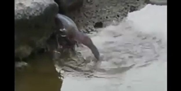 Balık avlama yöntemi - VIDEO