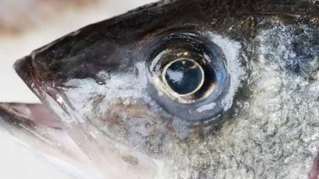 Balık deyince gözler asla yalan söylemez