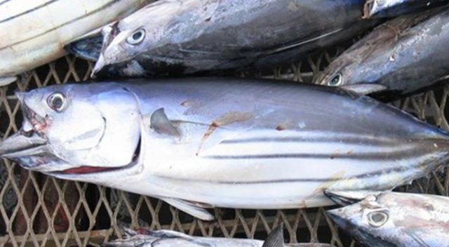 Balık fiyatları altınla yarışıyor