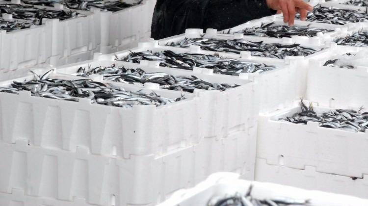 Balık fiyatları düştü