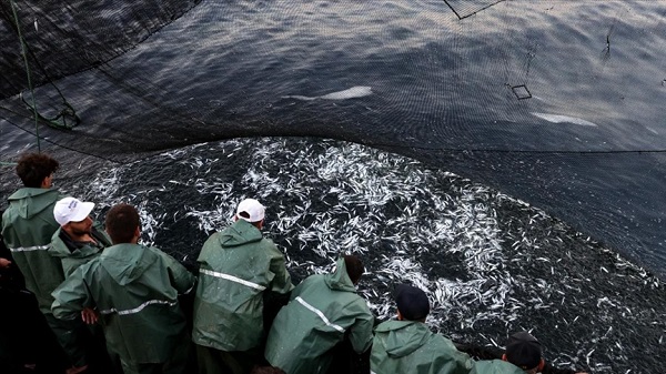 Balık fiyatları güncel 3-4 Eylül | İstanbul Ankara İzmir güncel balık fiyatları hamsi, palamut, istavrit kilosu ne kadar?