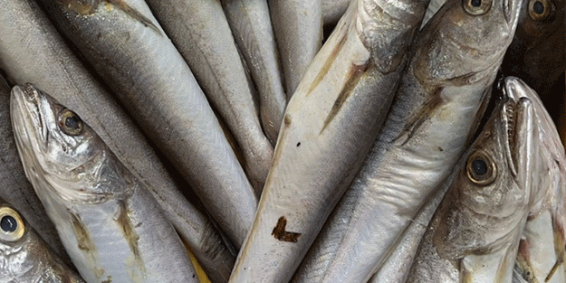 Balık fiyatlarında dikkat çeken ayrıntı