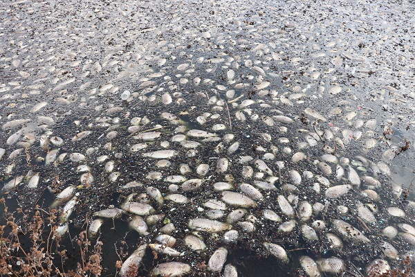 Balık ölümleri korkuttu! Araştırma başladı