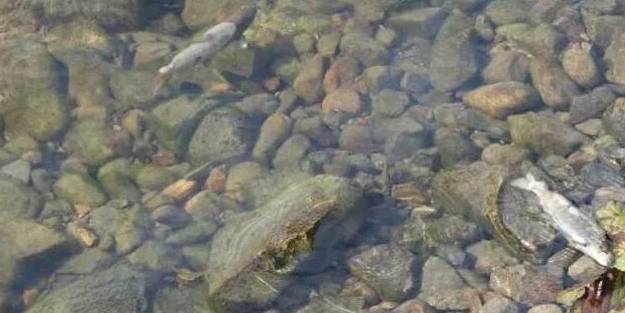 Balık ölümleri ve balıklardaki mantar hastalığı ile ilgili inceleme başlatıldı
