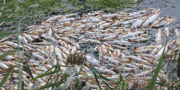 Balık ölümleriyle ilgili harekete geçildi