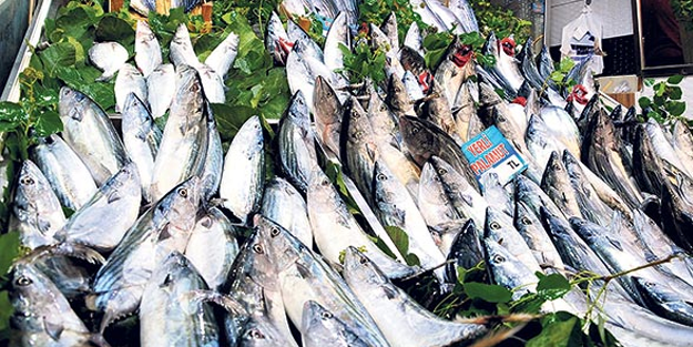 Balık severler palamuta hasret kalacak