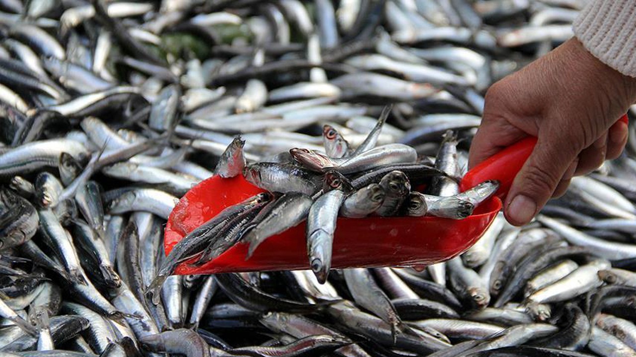 Balık sezonu açılıyor: En bol ve en ucuz balıklar hangileri?