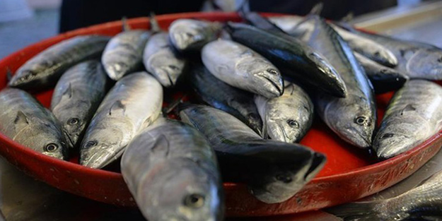 Balık sezonunun ilk haftası oldukça verimli geçti